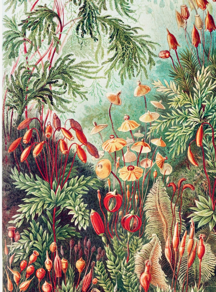 Profession - Scientific Illustrator. Guide to Illustration in Biology, Archaeology and Paleoart